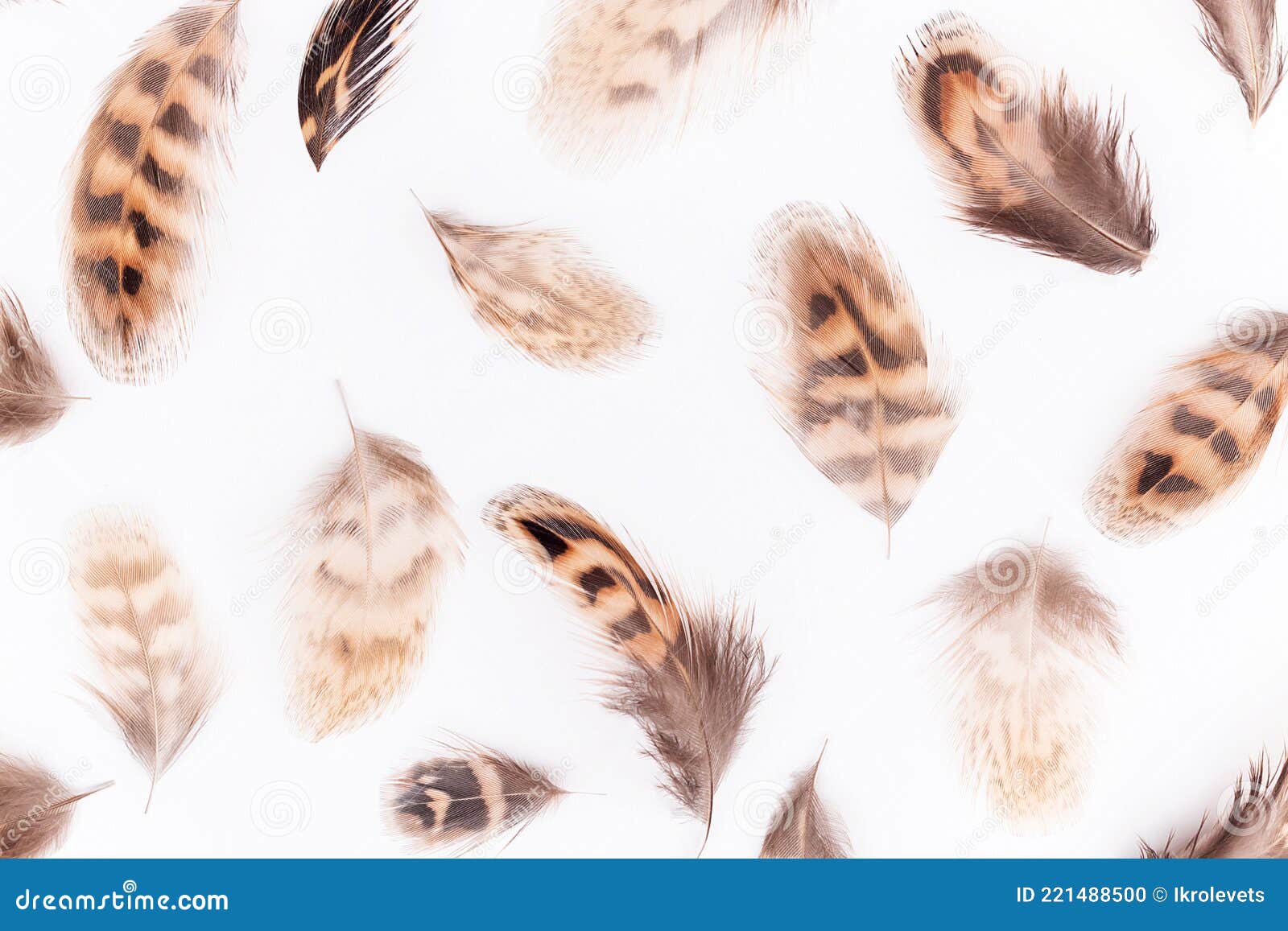 pattern made with mottled brown pheasant feathers on white background, closeup. top view flat lay