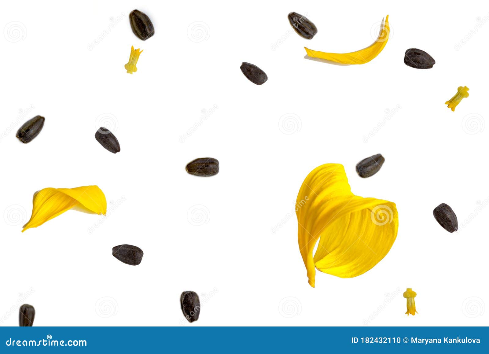 Pattern of Petals and Seeds. Beautiful Yellow Sunflower Petals Stock