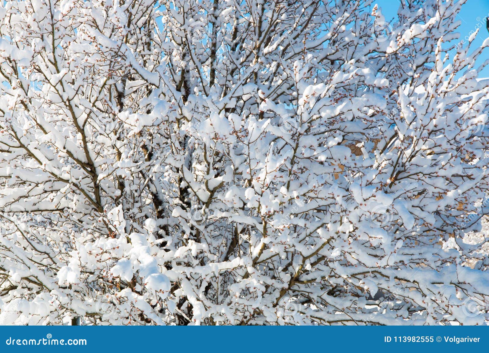 Download Pattern Tree Branches Covered With Snow Natural Background Stock Image Image