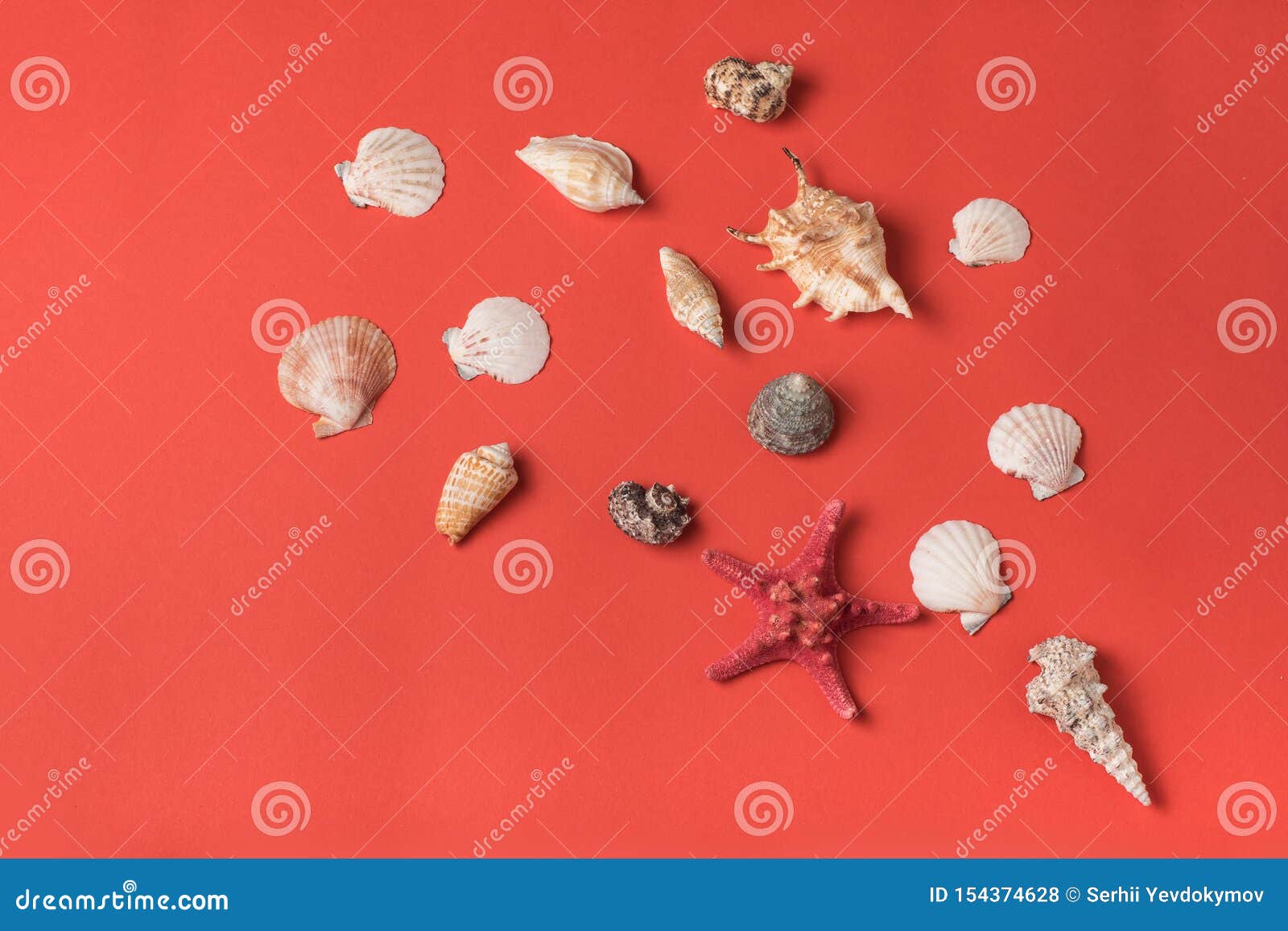 Pattern from Variety of Seashells on the Background of Living Coral ...