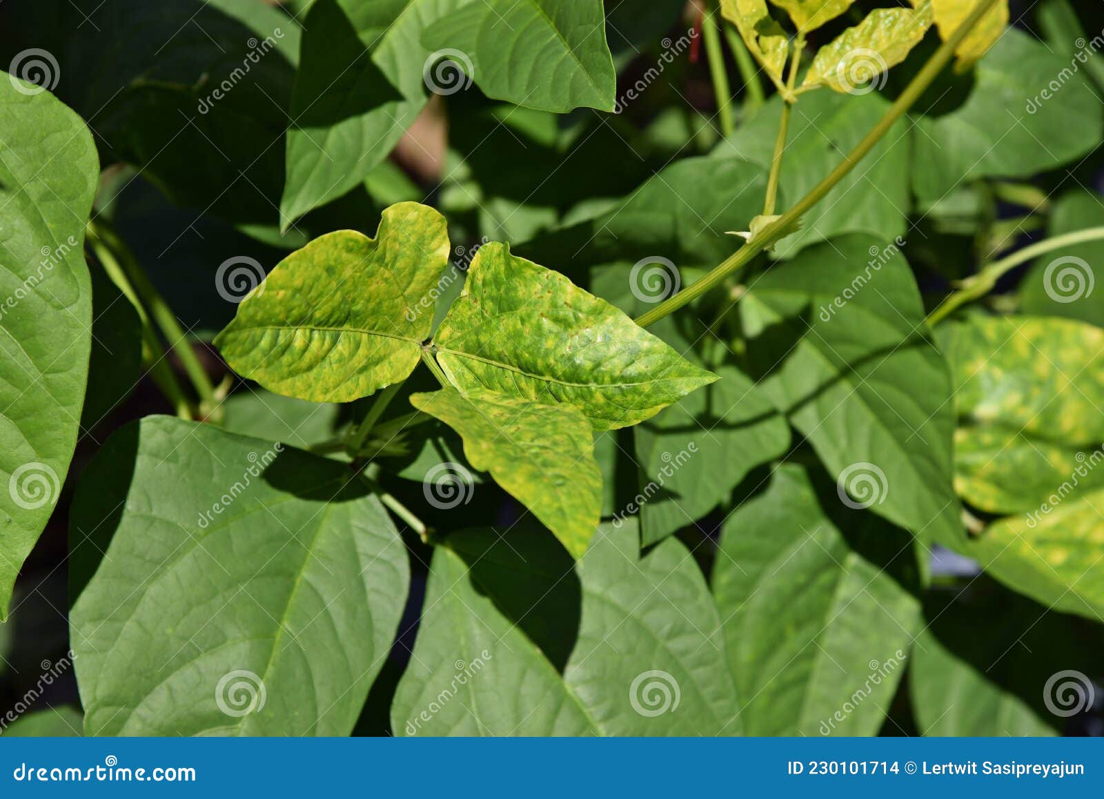 Pattern of Virus Disease Symptom on Yard Long Bean Stock Photo Image