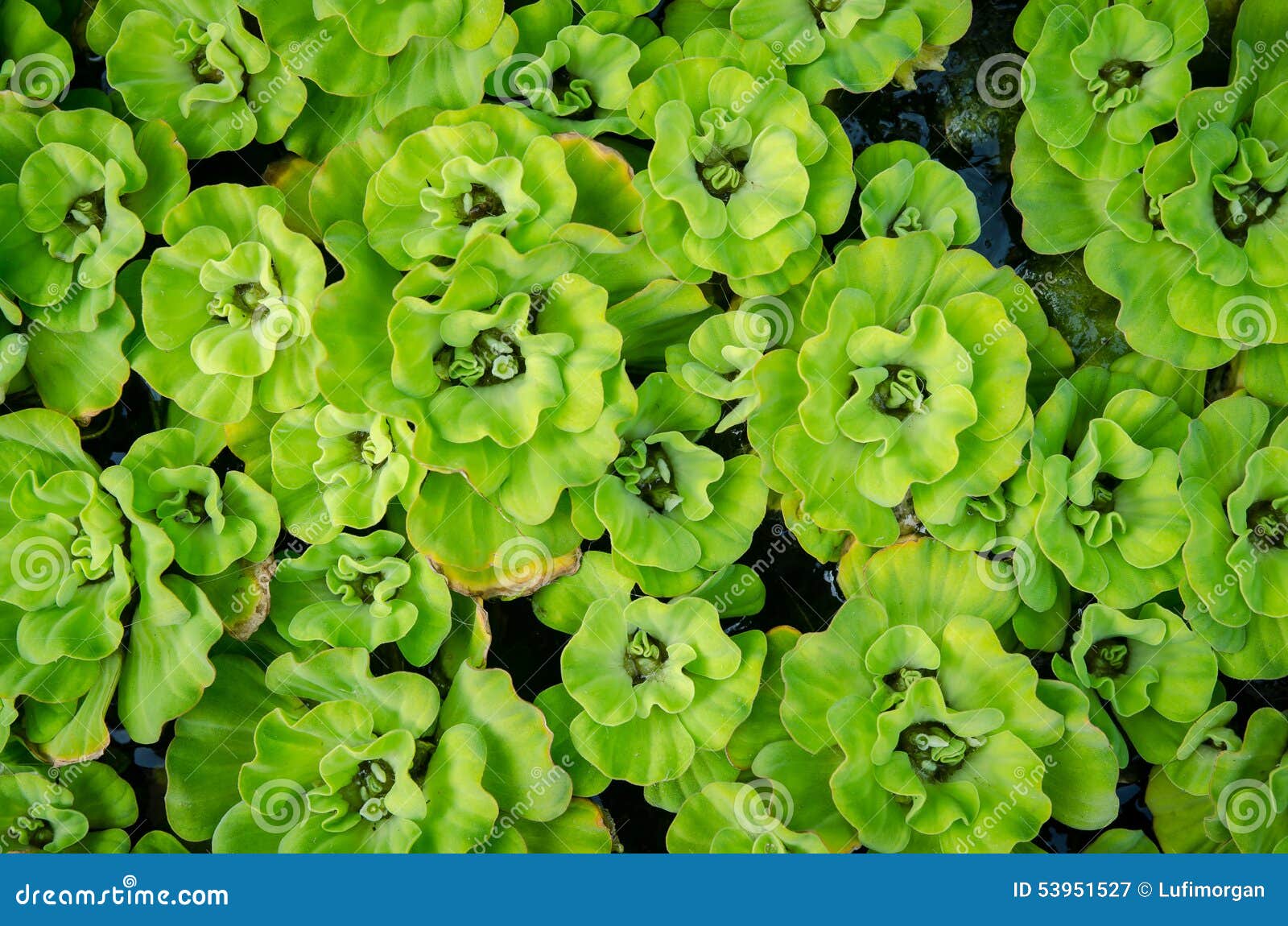 Pattern of Water Cabbage on the Water Stock Image Image of cabbage, floating 53951527