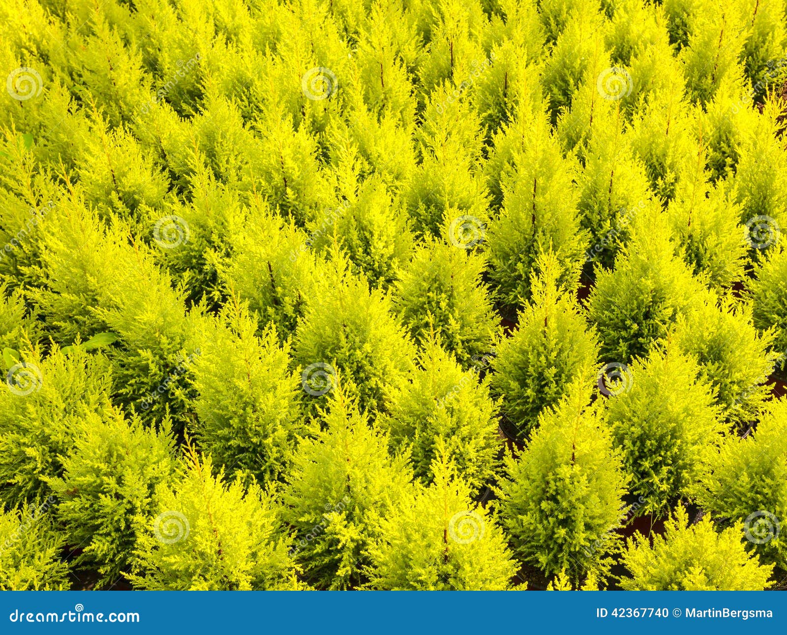 pattern of young conifer trees