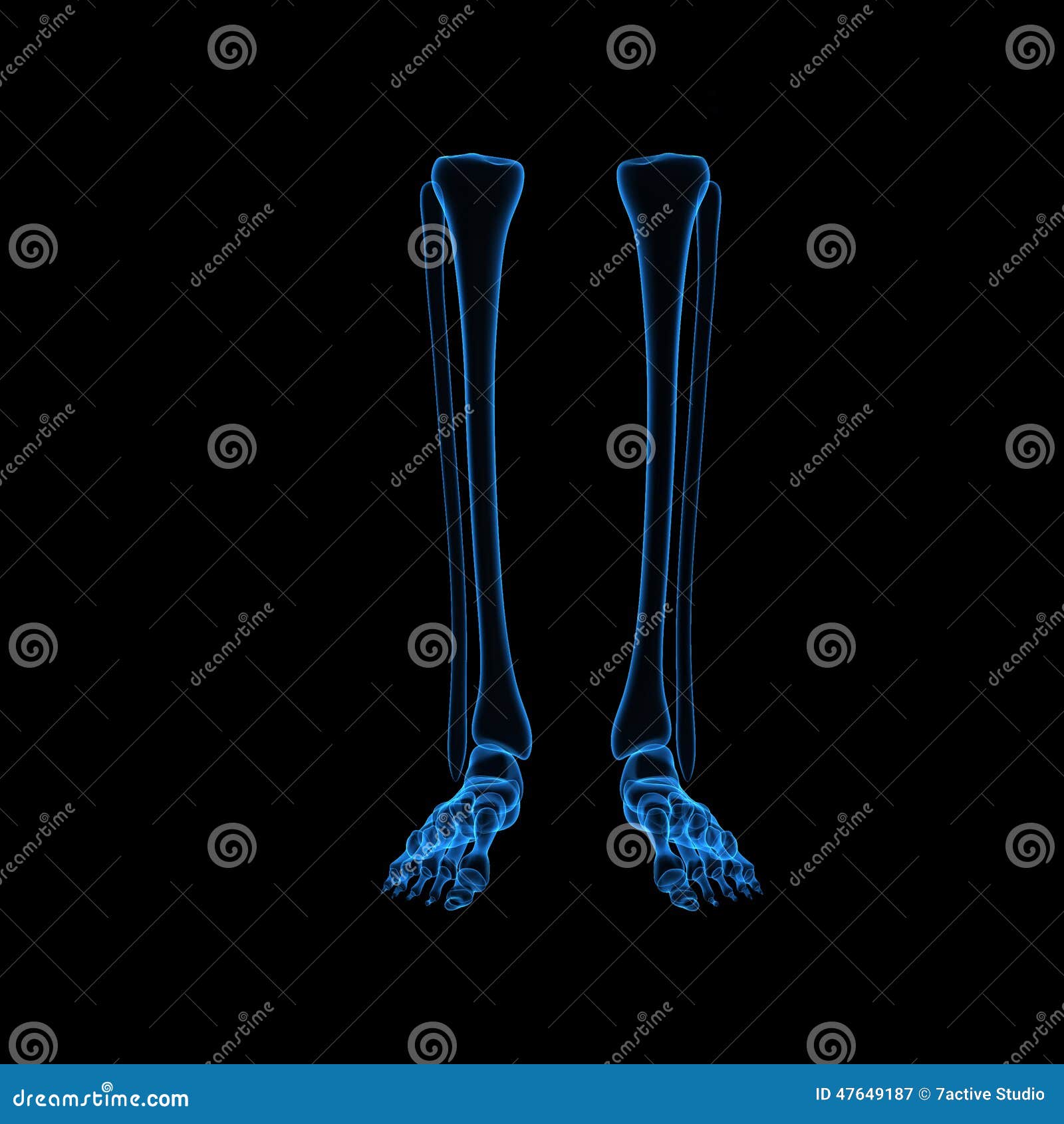 Pattes squelettiques. La jambe est la partie de l'extrémité inférieure qui les mensonges entre le genou et la cheville, la cuisse est entre la hanche et le genou et l'extrémité inférieure de terme est employé pour décrire la jambe familière