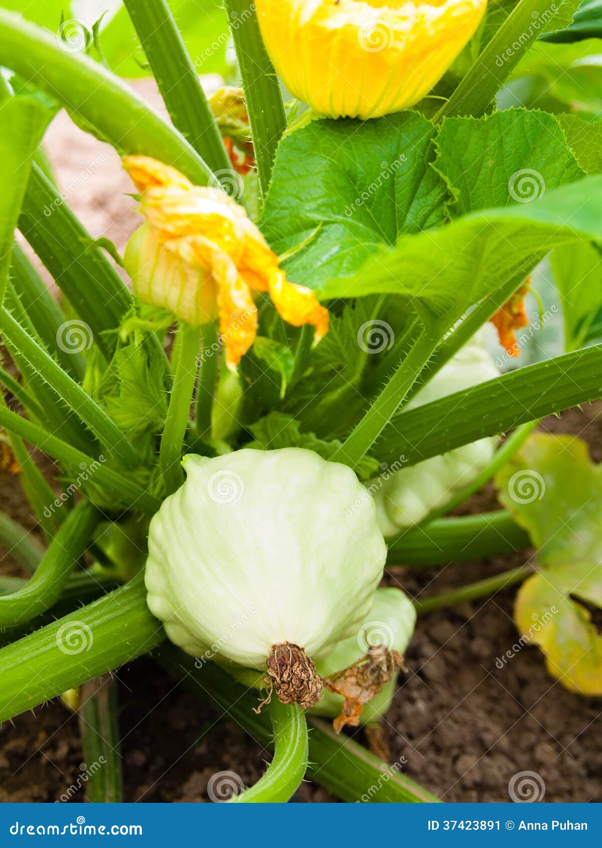 pattypan squash growing on vegetable bed. custard marrow - a plant belonging to the genus cucurbita