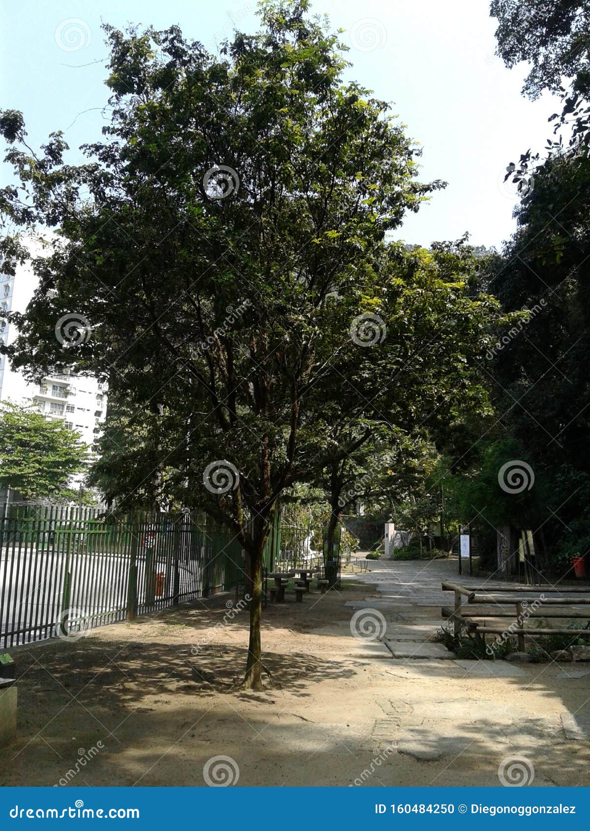 pau brasil tree in catacumba park lagoa rodrigo de freitas rio de janeiro brazil.