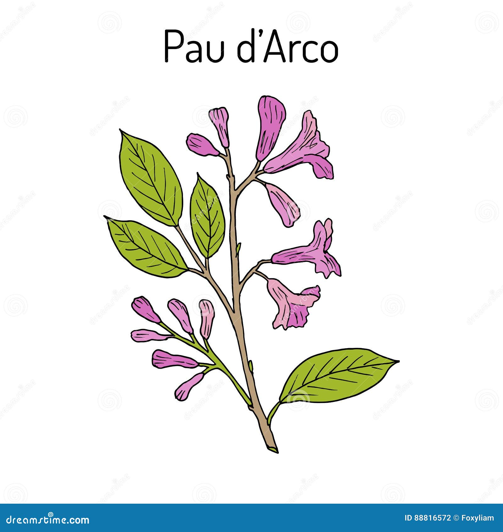 Pau D Arco Tabebuia Impetiginosa , or Trumpet Tree, Medicinal Plant Stock  Vector - Illustration of rainforest, herb: 88816572