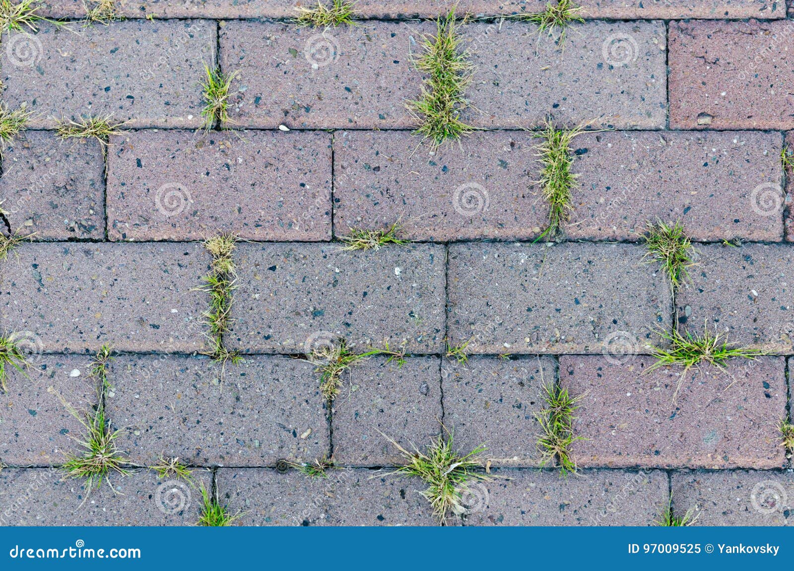 Paving slab stock image. Image of sidewalk, slab, grass 97009525