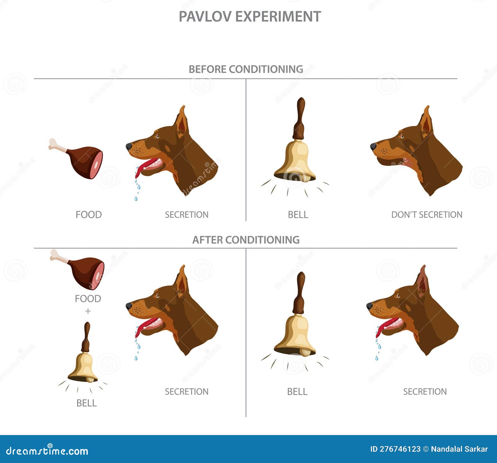 Pavlovs Hundeexperiment Zeigte, Wie Hunde Konditioniert Konnten, Um Einen Neutralen Stimulus Mit Einer Reflexreaktion Zu As Stock Abbildung - von klassisch: 276746123