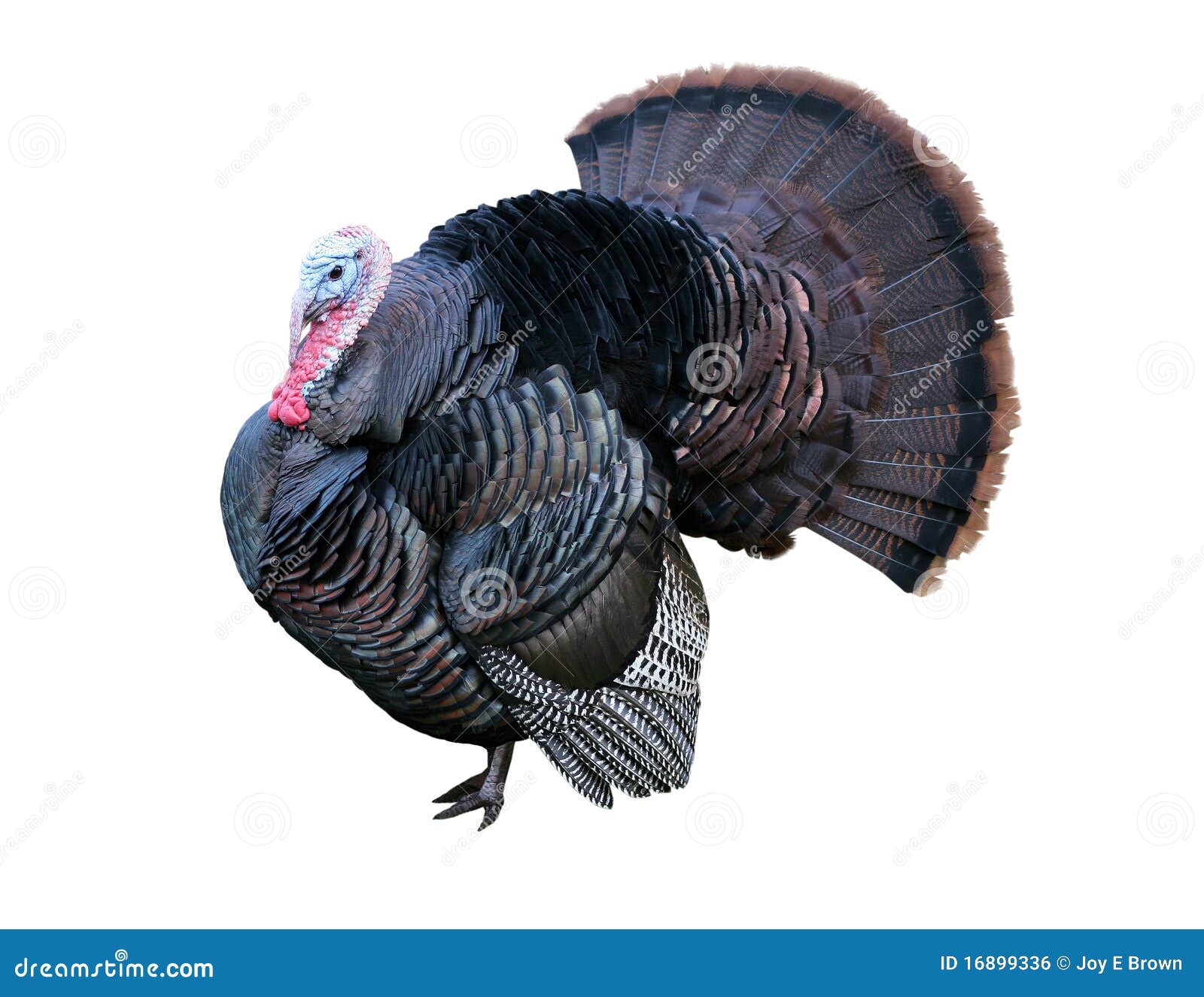 Pavo de Tom foto de archivo. Imagen de hermoso, holidays - 16899336