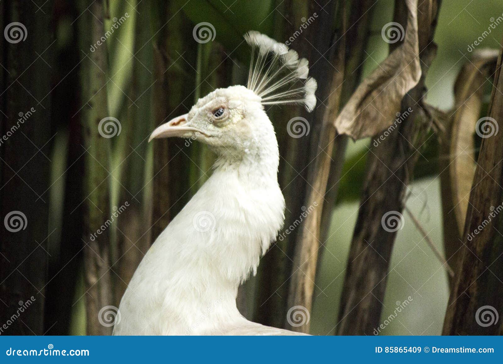 pavo real albino