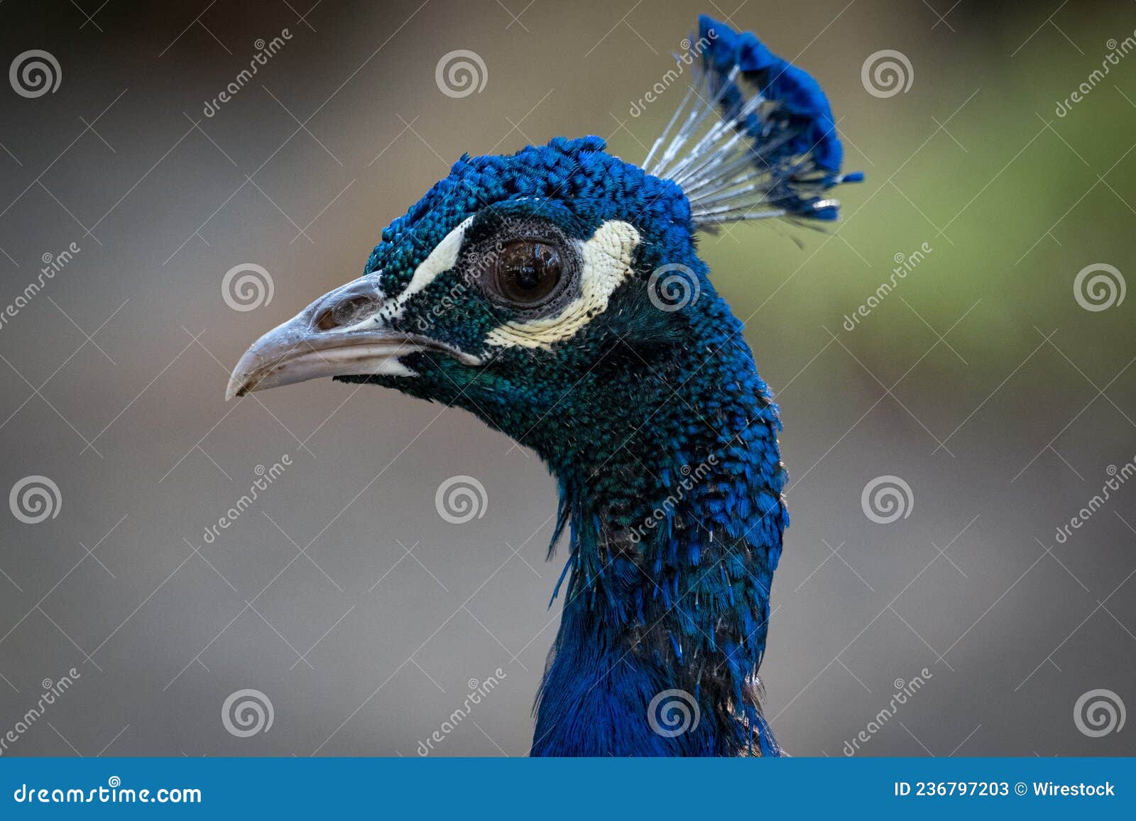 pavo real. blue turkey