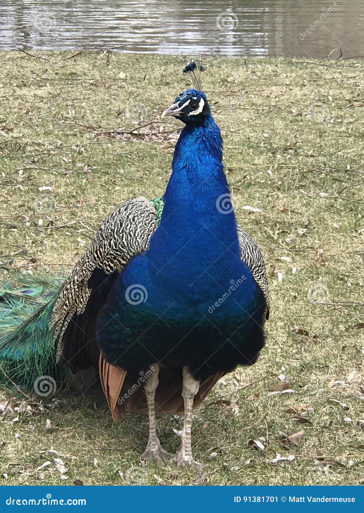 Pavo real 5 de la tentación. Pavo real parado para presentar para un retrato en el parque zoológico de Milwaukee