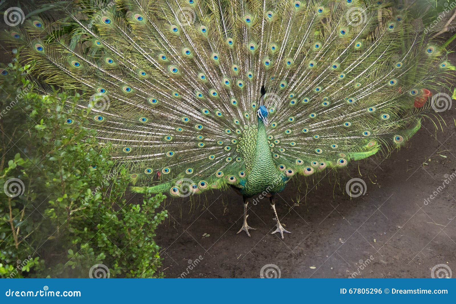 pavo real - peacock