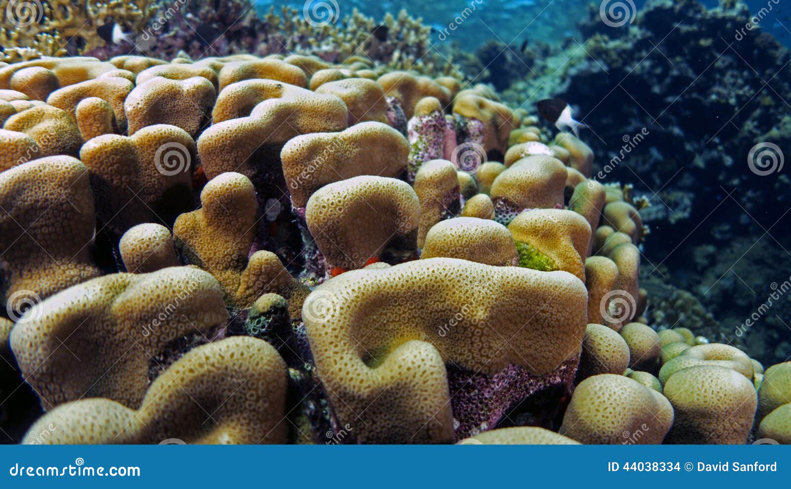 Pavona clavus stock photo. Image of pavona, stony, ocean - 44038334