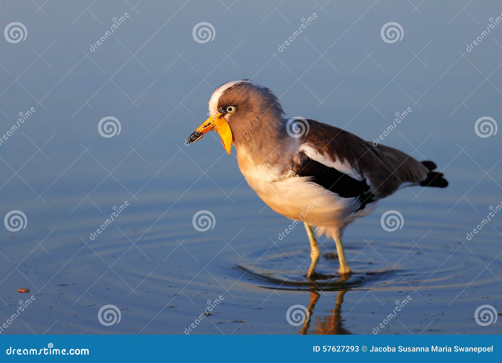 Pavoncella dal collare bianco in acqua. Pavoncella dal collare bianco (albiceps del Vanellus) che guada nel parco nazionale acqua di Kruger (Sudafrica)