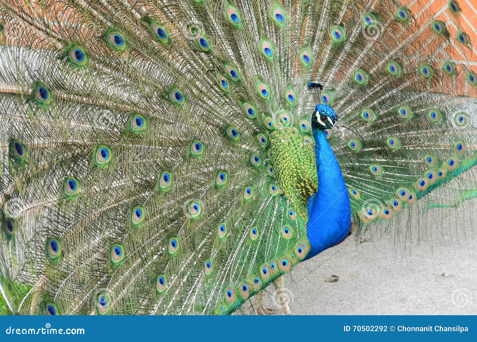 Lampadario Piume In Vetro CAVALINI D50: Elegante E Originale - Foto 7