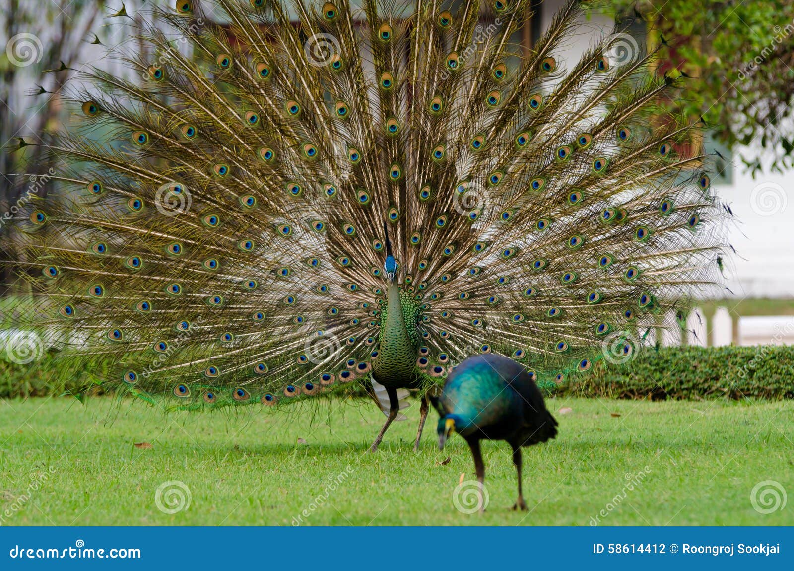 pavone-verde-della-tailandia-58614412.jpg
