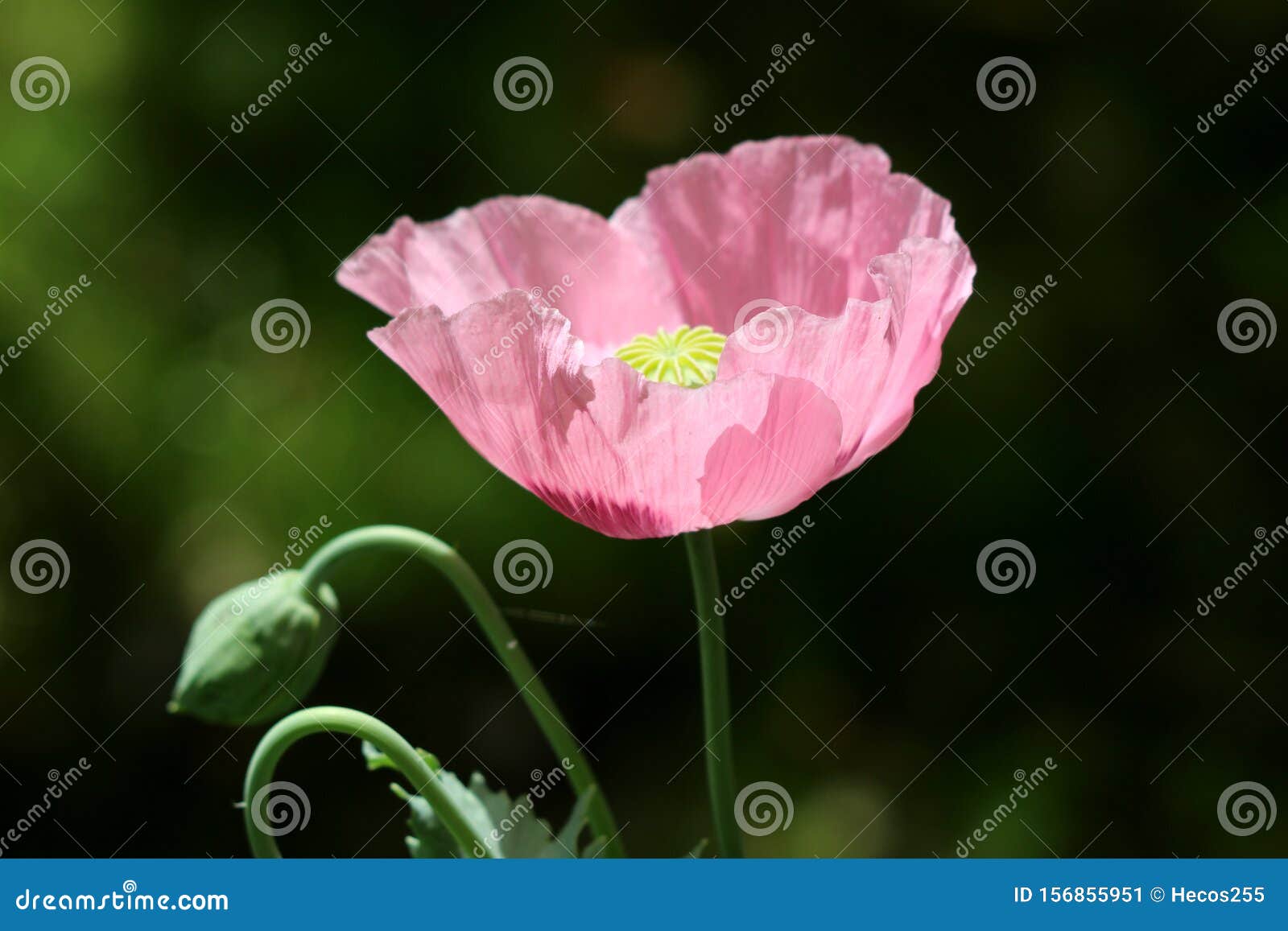 Pavot à Opium Ou Plante Papaver Somniferum Avec Fleur Mauve Pleine Ouverte  Et Centre Vert En Capsule Arrondie Et Rayonnant Image stock - Image du fleur,  jour: 156855951
