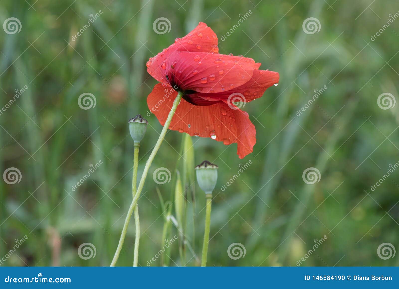 Pavot de fleur sur le fond vert. Pavot rouge et fond vert sur un champ en La Toscane, Italie