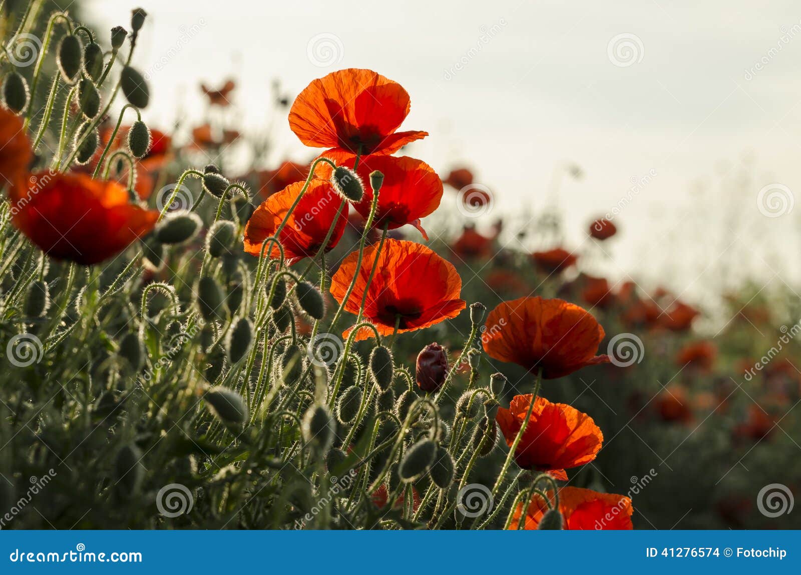 Pavot de maïs (rhoeas de pavot). Photo gentille des fleurs de pavot de maïs illuminées par la lumière de lever de soleil, rhoeas de pavot (lat )