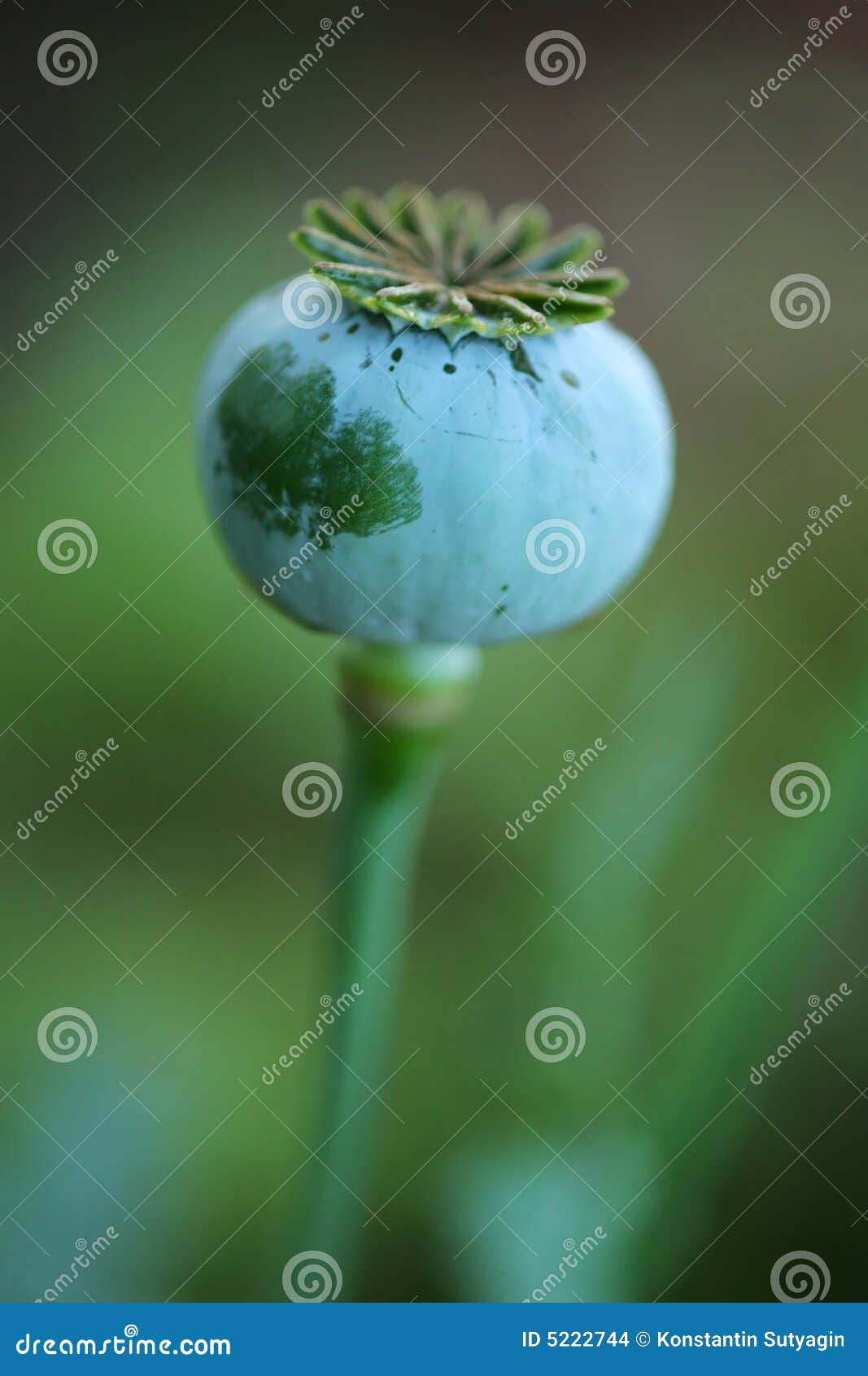 Pavot en nature. Plan rapproché, DOF peu profond.