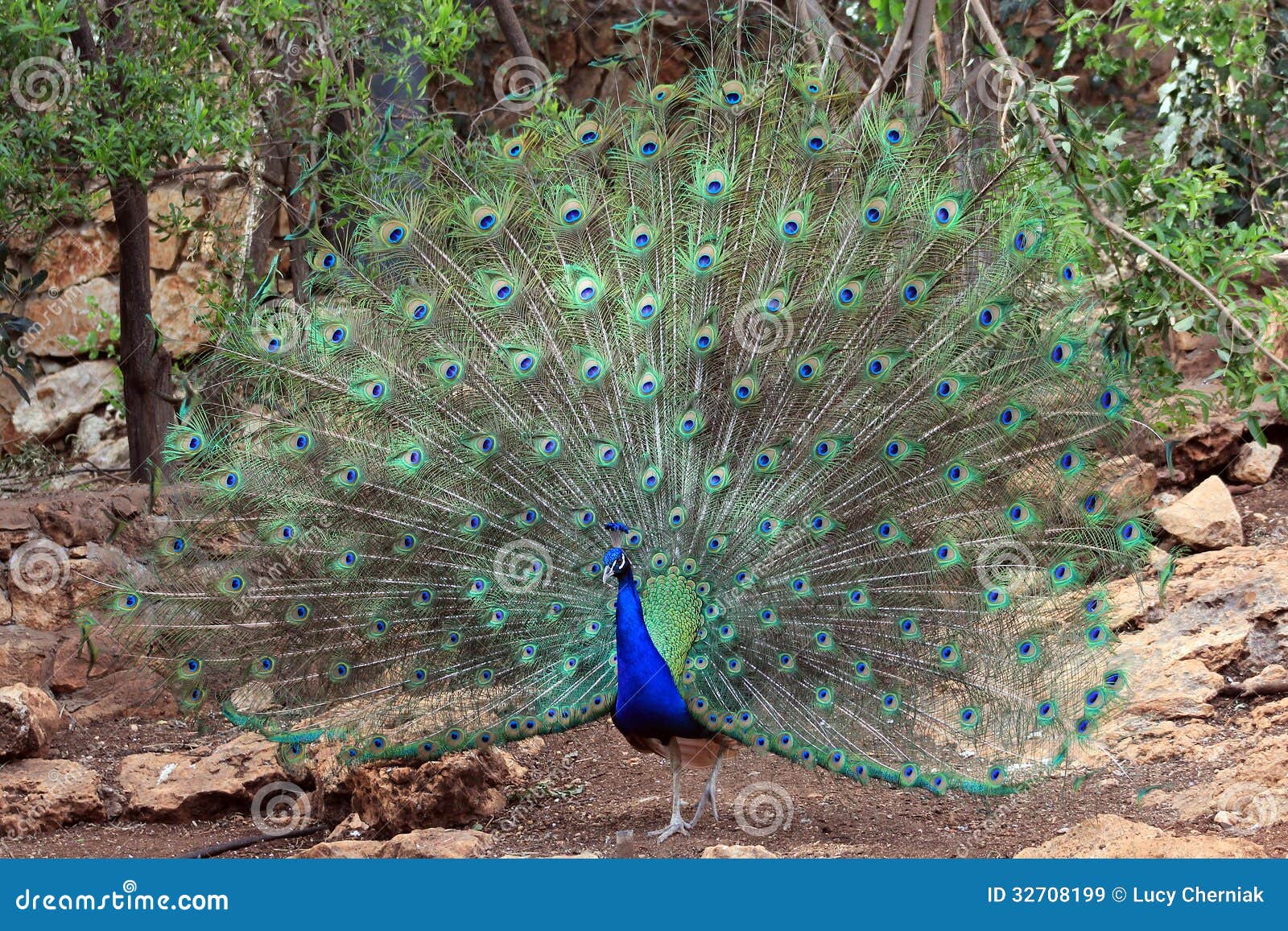 O pavão com cauda aberta