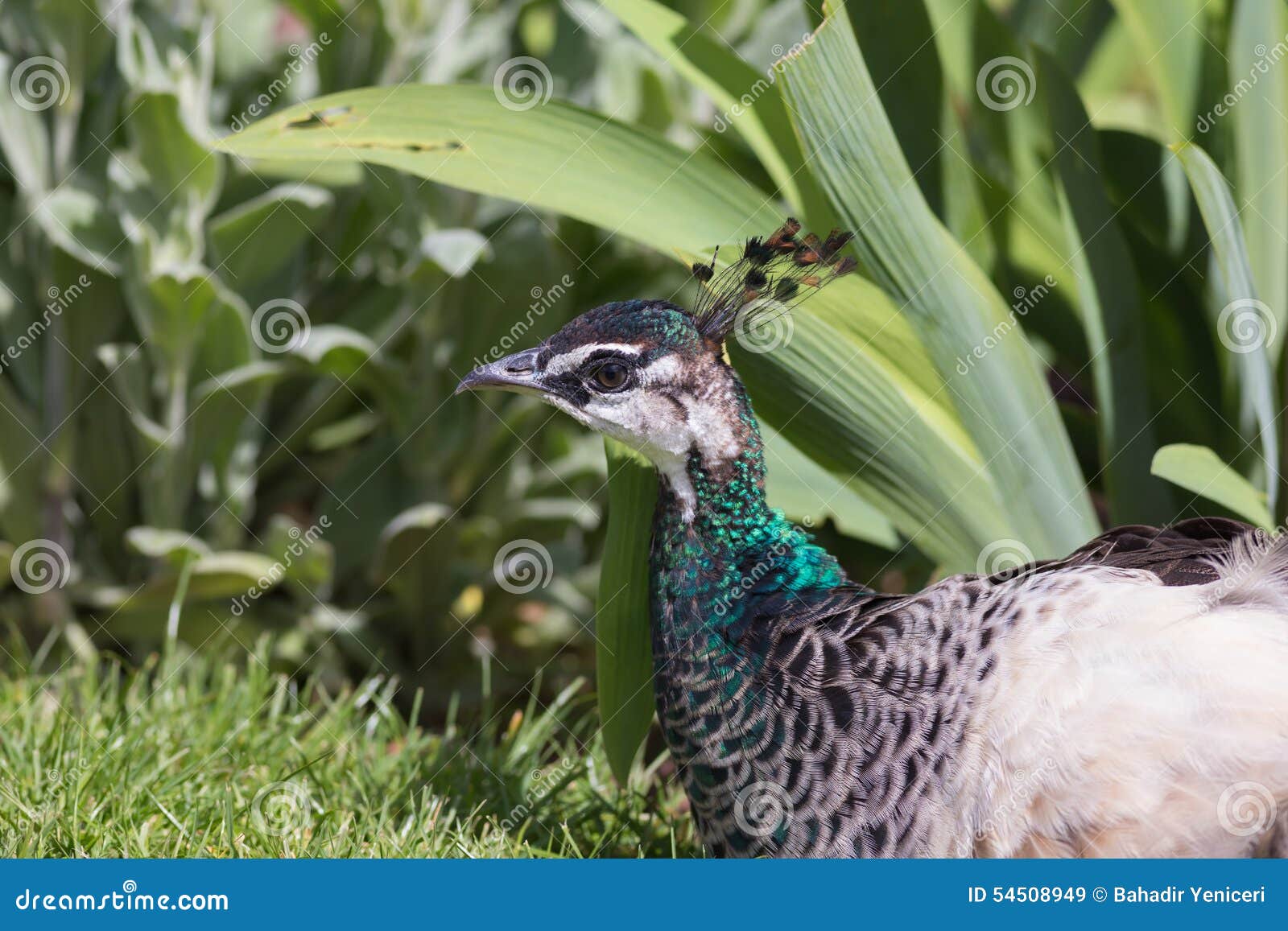 Pavão 5 da tentação. Retrato de um pavão fêmea