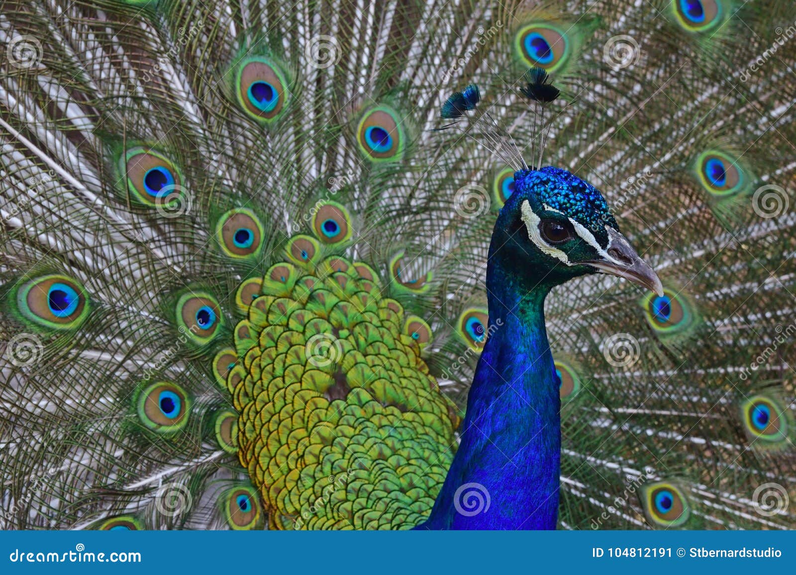 Pavão Masculino Com Suas Penas Abertas