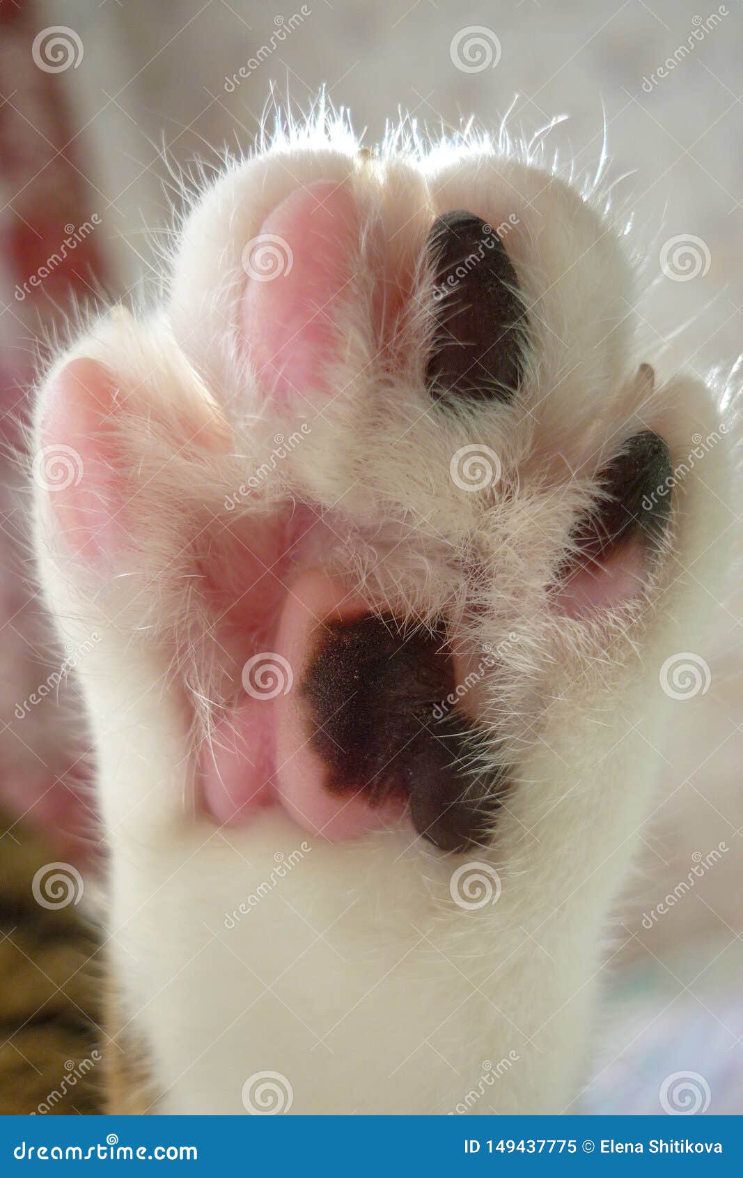 of a Cat Close Up. and Black and White Skin on the Cat`s Foot. Stock Image - Image of kitty, animals:
