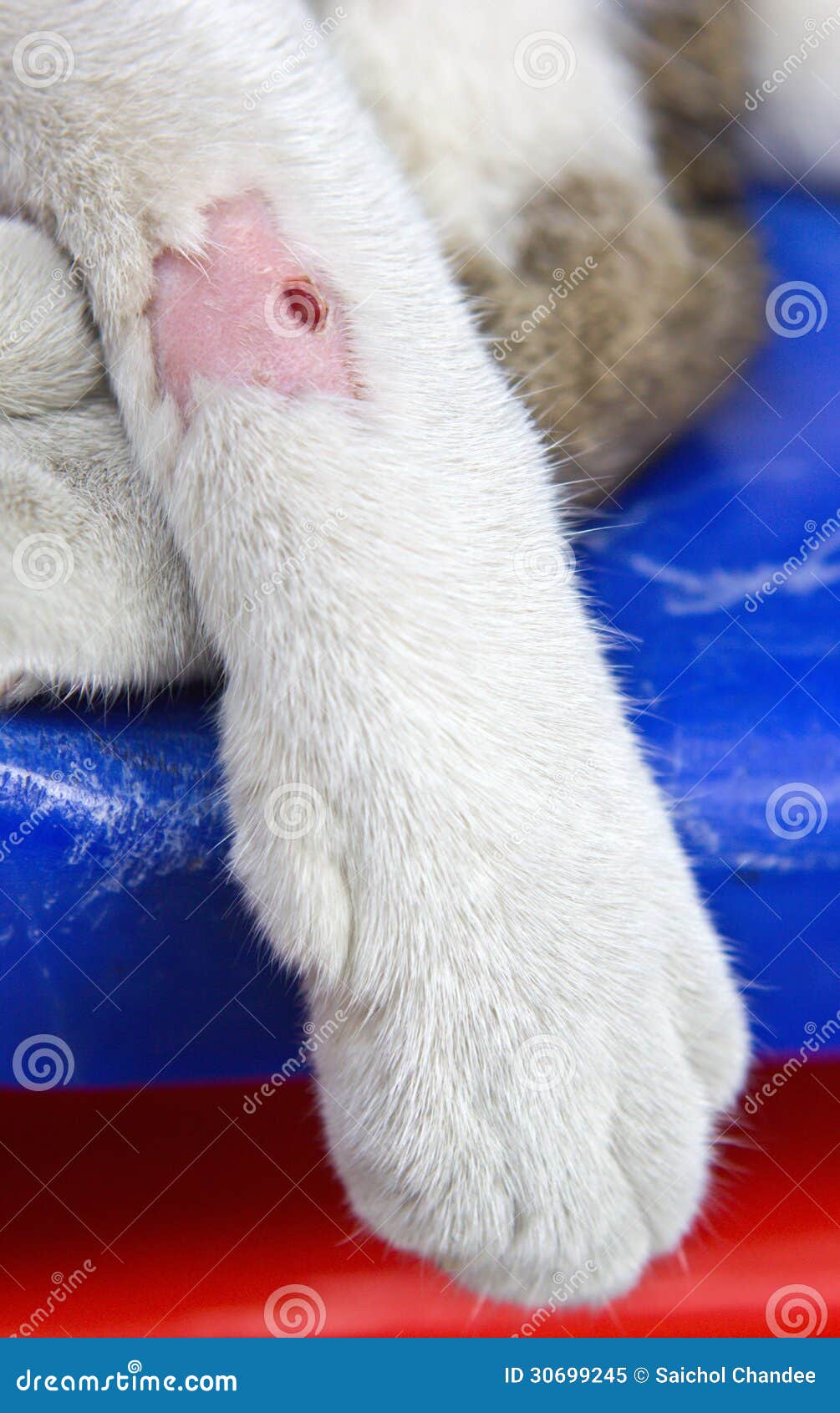 Paw cat stock image. Image of blood, animal, skin, lesions 30699245