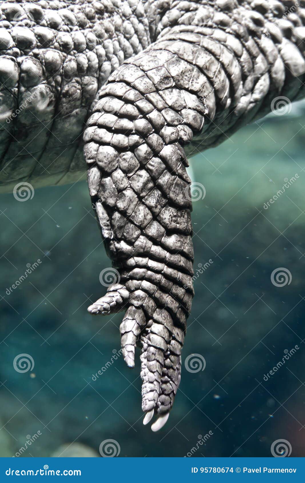 Paw of the Crocodile Caiman Stock Photo - Image of floating, pond: 95780674