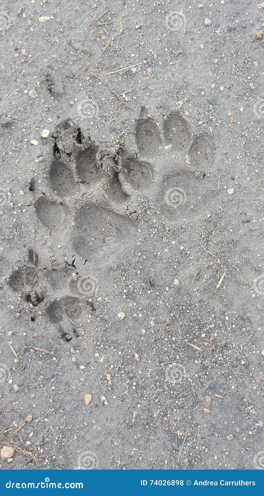 Paw prints stock photo. Image of prints, canine, dogs - 74026898
