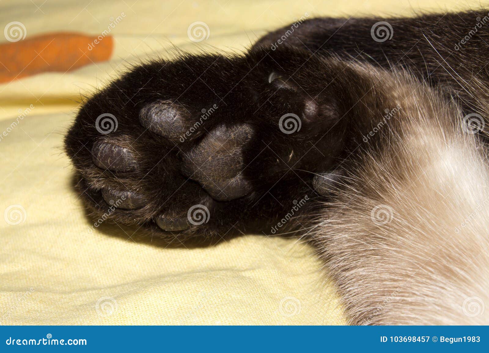 Paw Siamese cat closeup stock image. Image of young 103698457