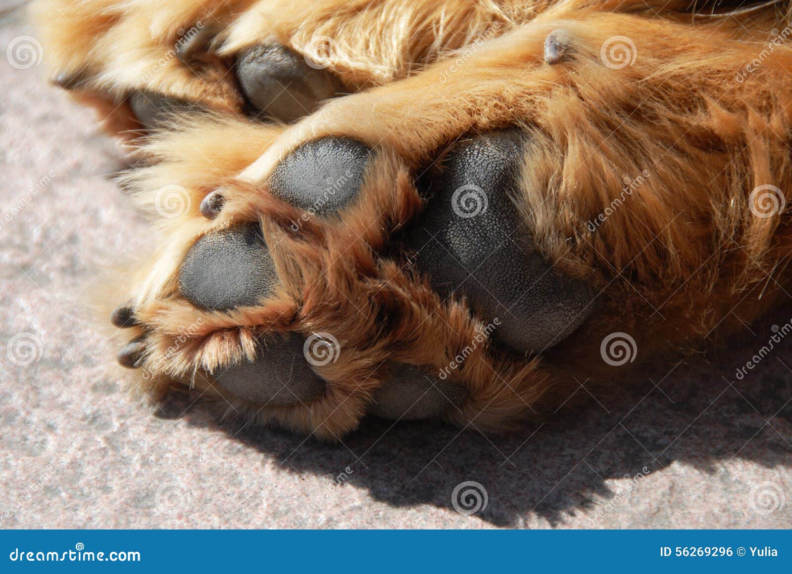 Paw of sleeping dog stock photo. Image of outdoors, paws 56269296