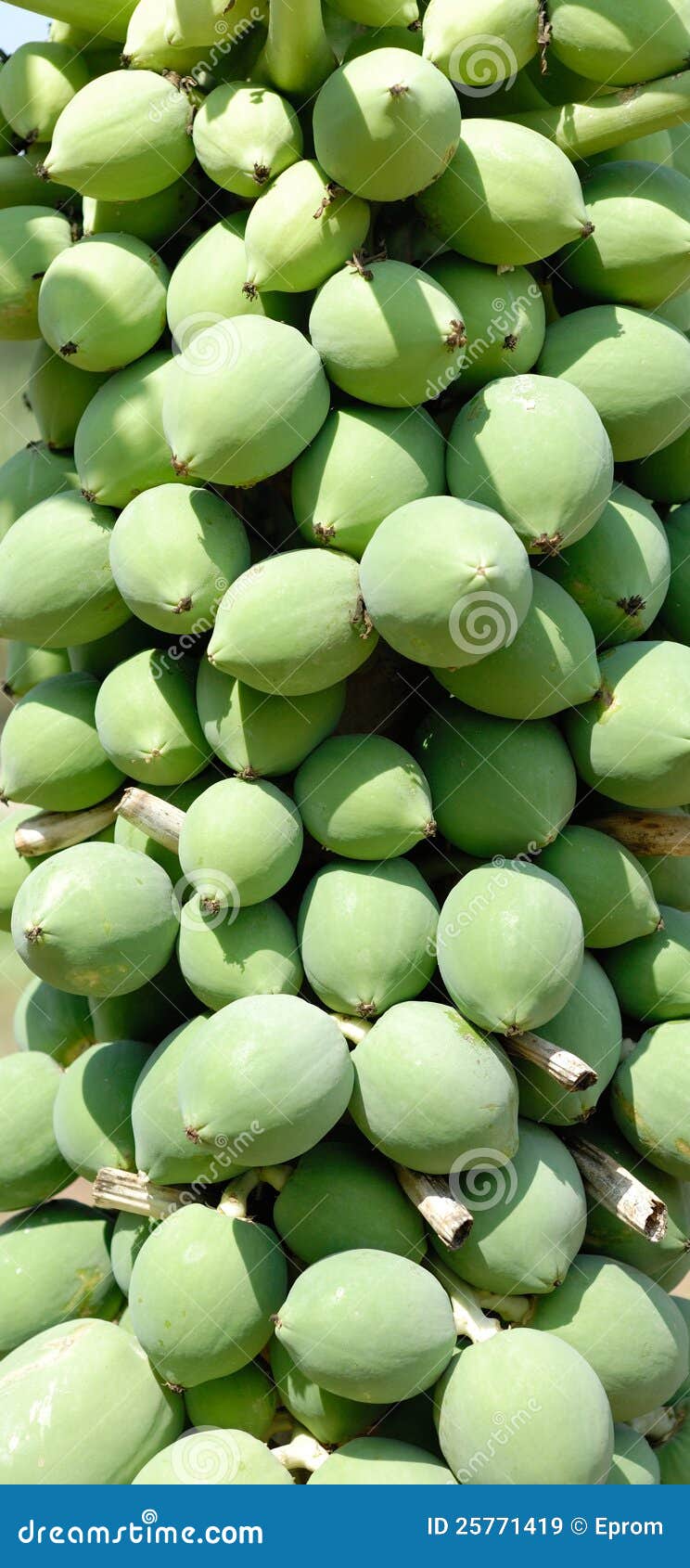 Pawpaw fruit stock image. Image of pawpaw, growing, eating 25771419