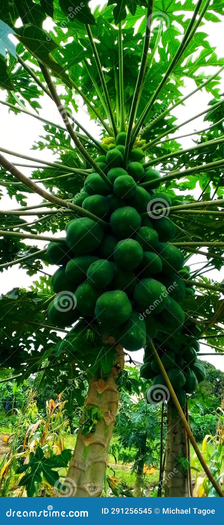 Pawpaw fruit on tree stock image. Image of nature, blue 291256545