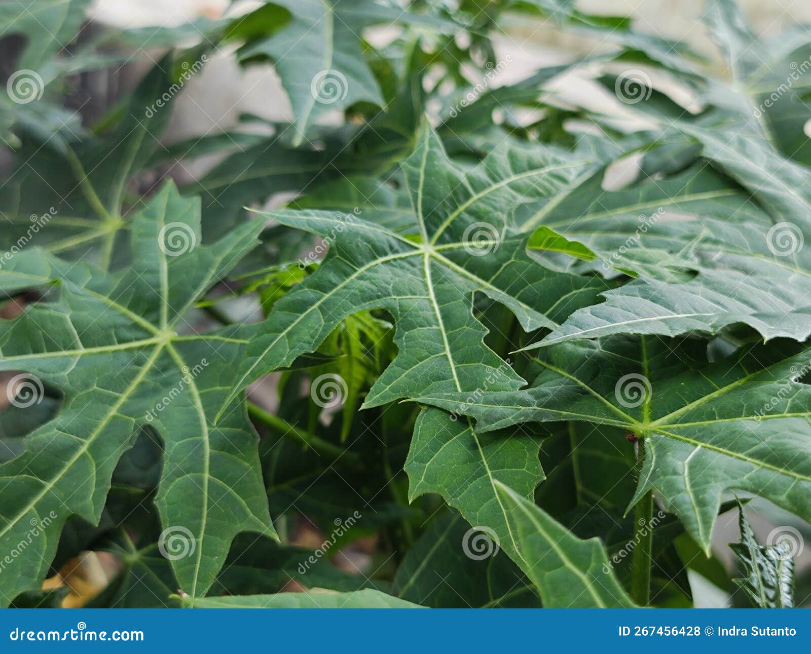 Pawpaw leaves stock photo. Image of pawpaw, leaves, nature 267456428