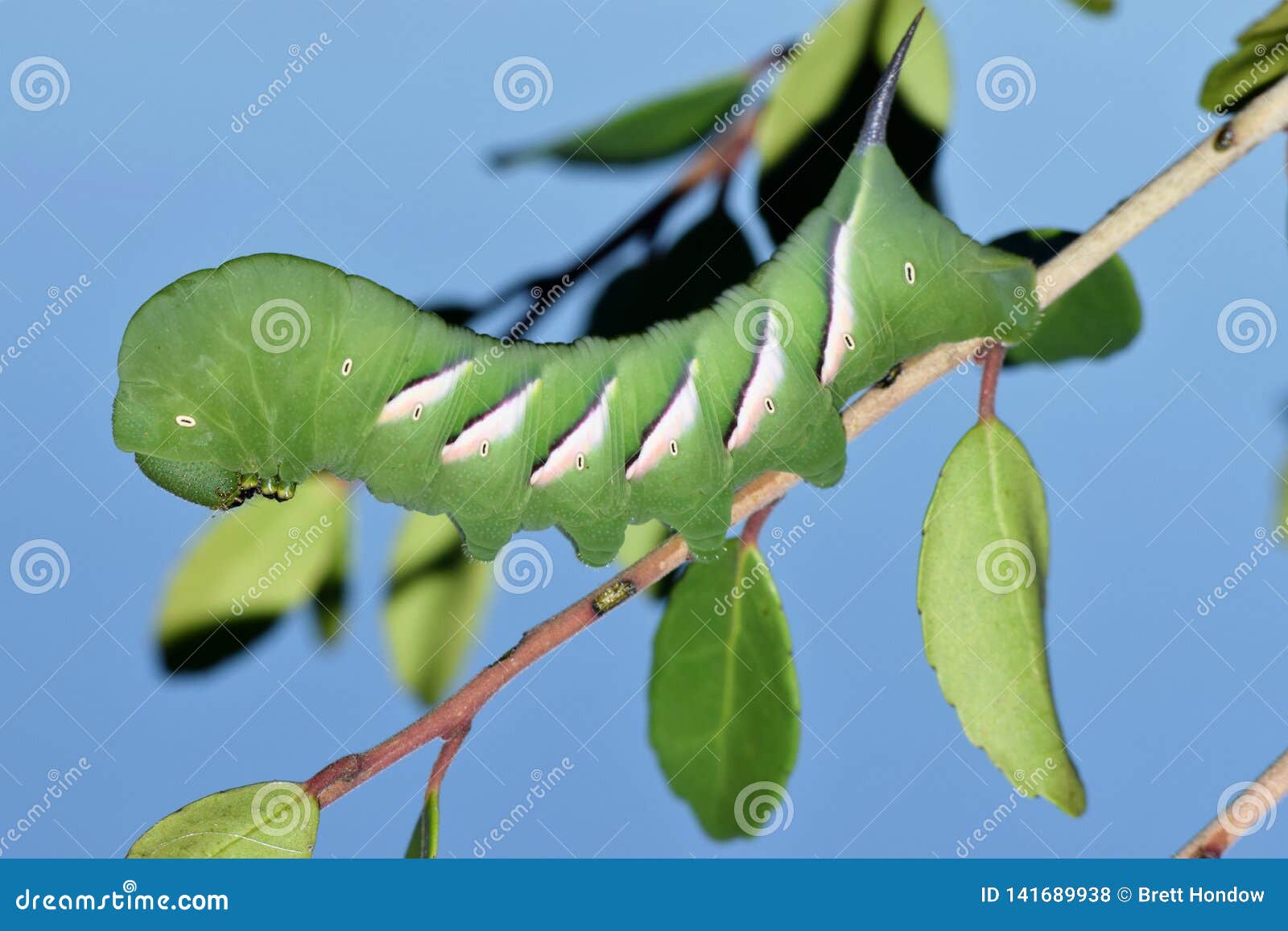 pawpaw sphinx moth caterpillar on a tree branch.