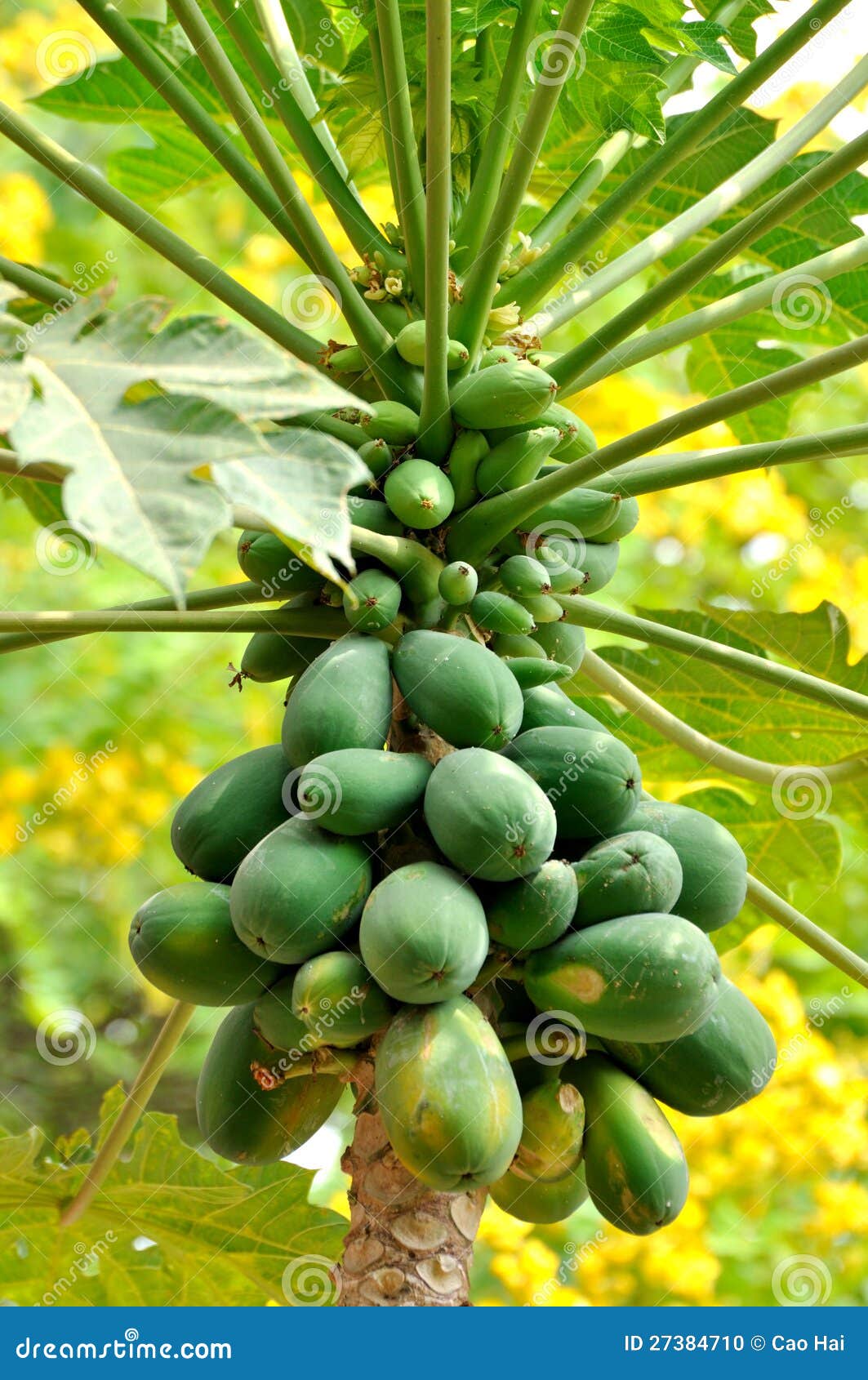 Qu'est-ce qu'un arbre fruitier papaye