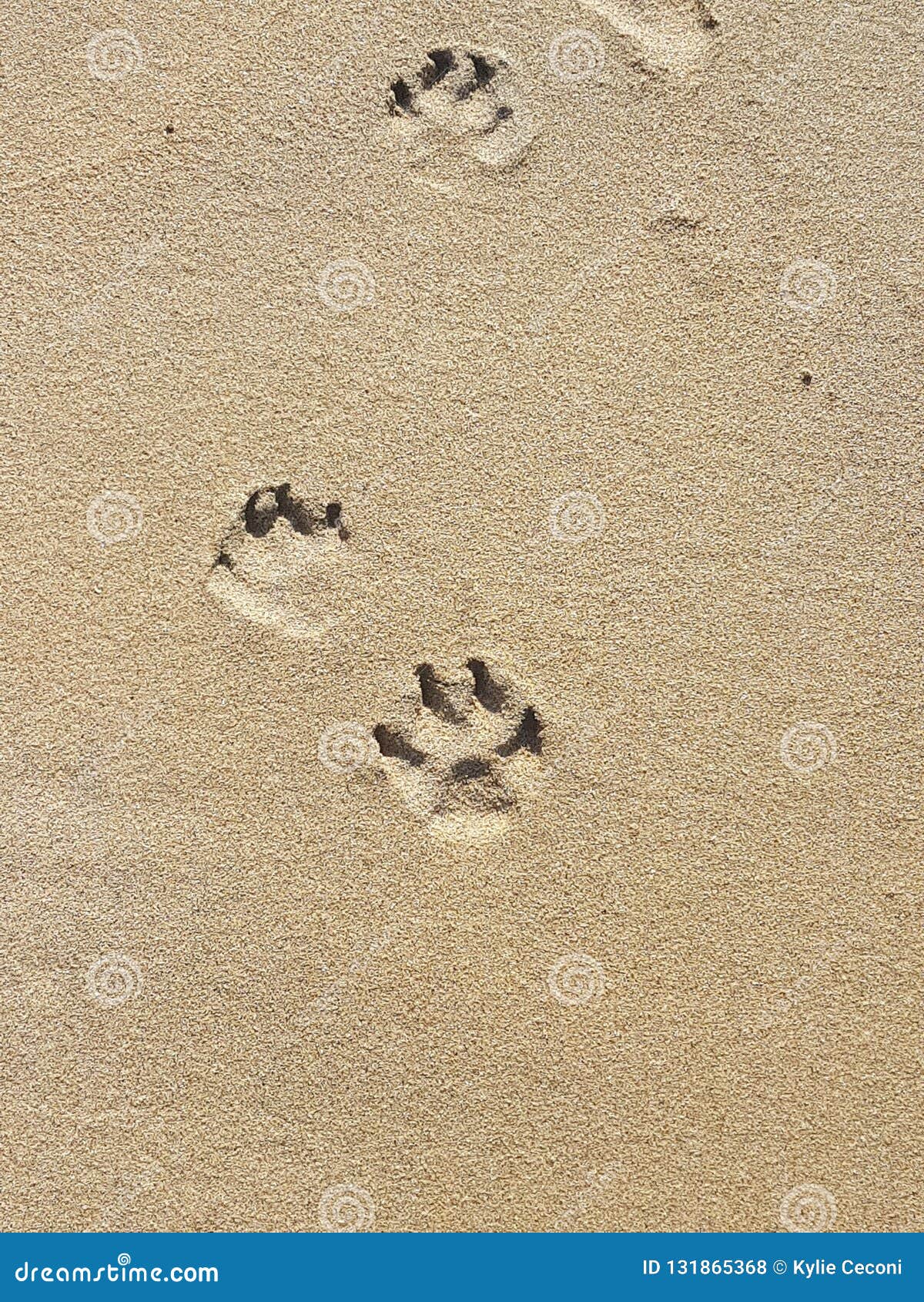 Pawprints na areia. Pawprints dos cães em um Sandy Beach