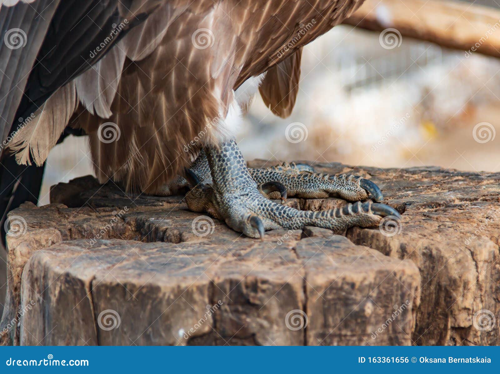 Paws of a bird of prey stock photo Image of scales 163361656 Paws of a bird of prey stock photo Image of scales 163361656