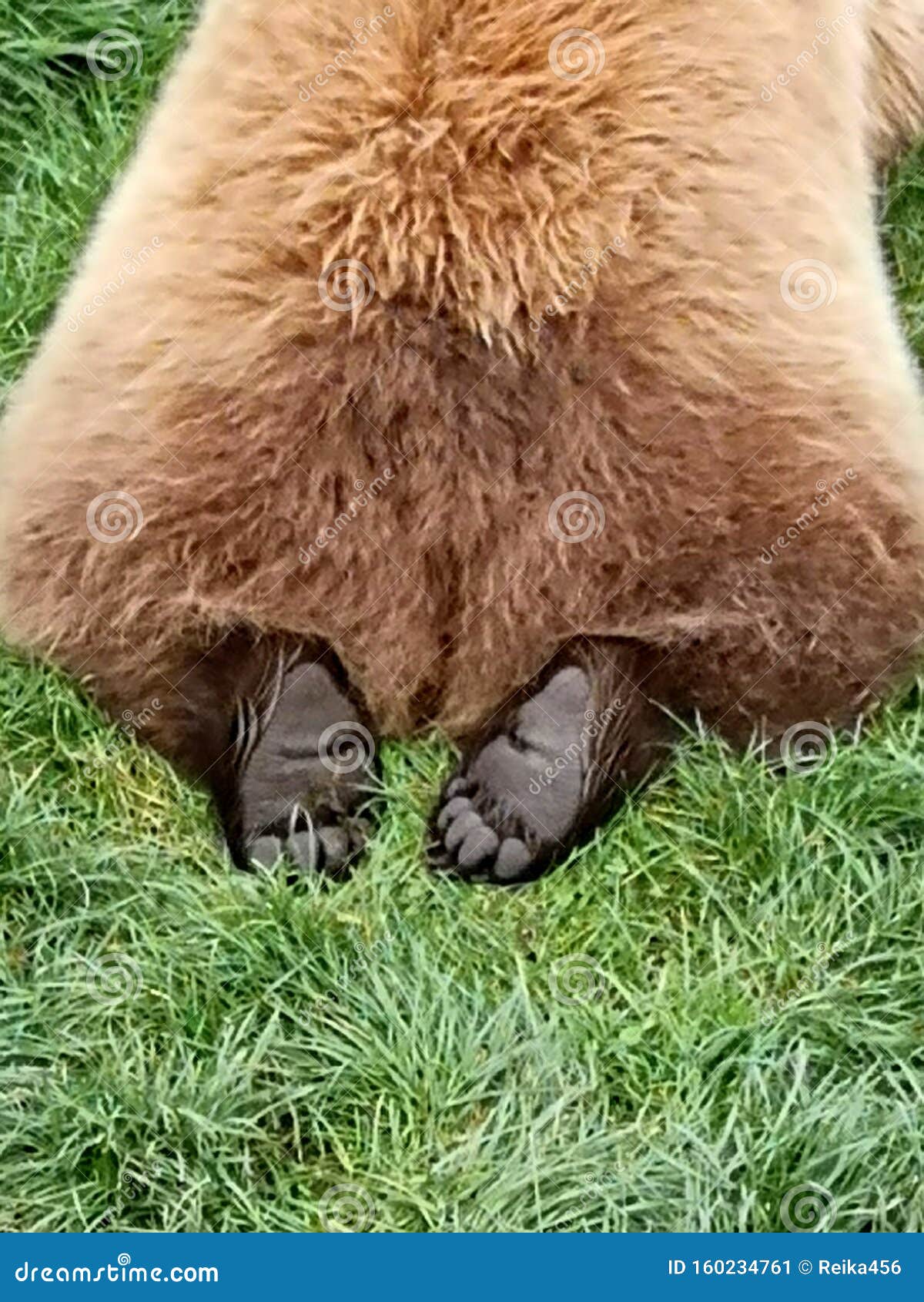 paws of a brownbear, backside