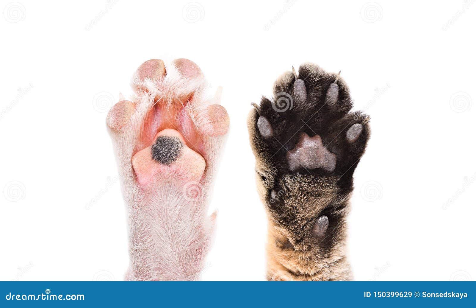 cat and dog paws background