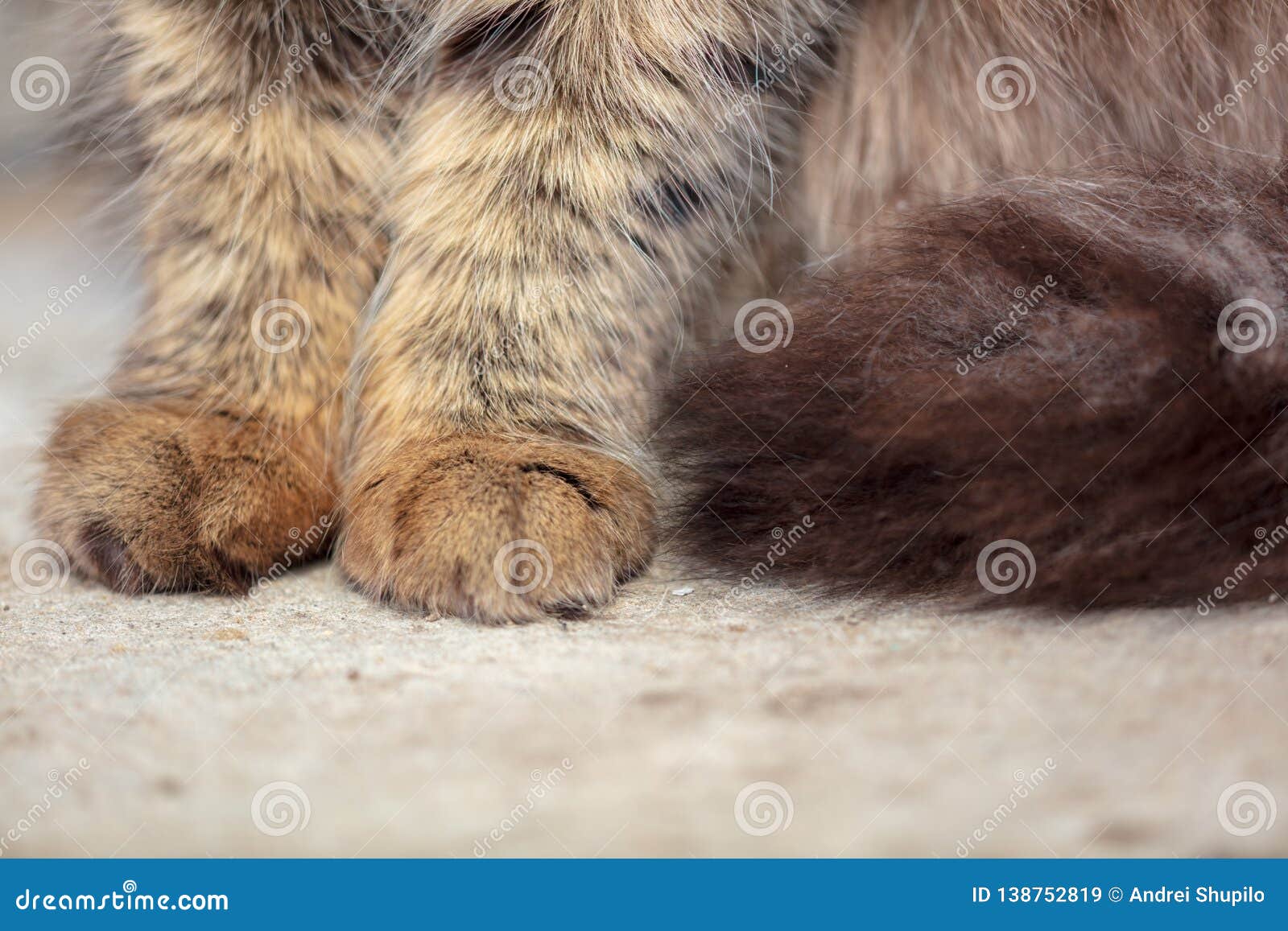 Paws on the Cat on the Ground Stock Image Image of foot, print 138752819