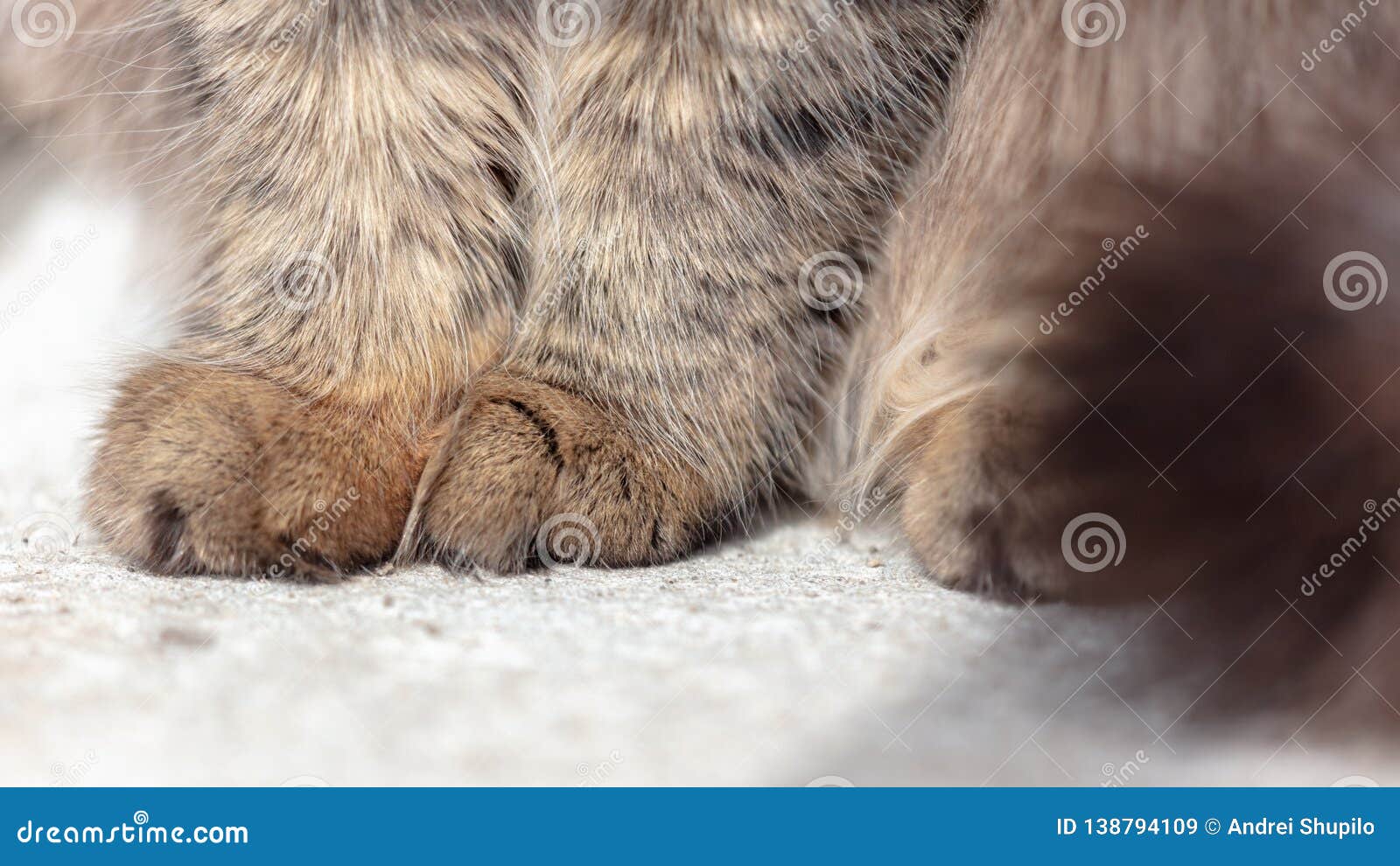Paws on the Cat on the Ground Stock Image Image of print, graphic