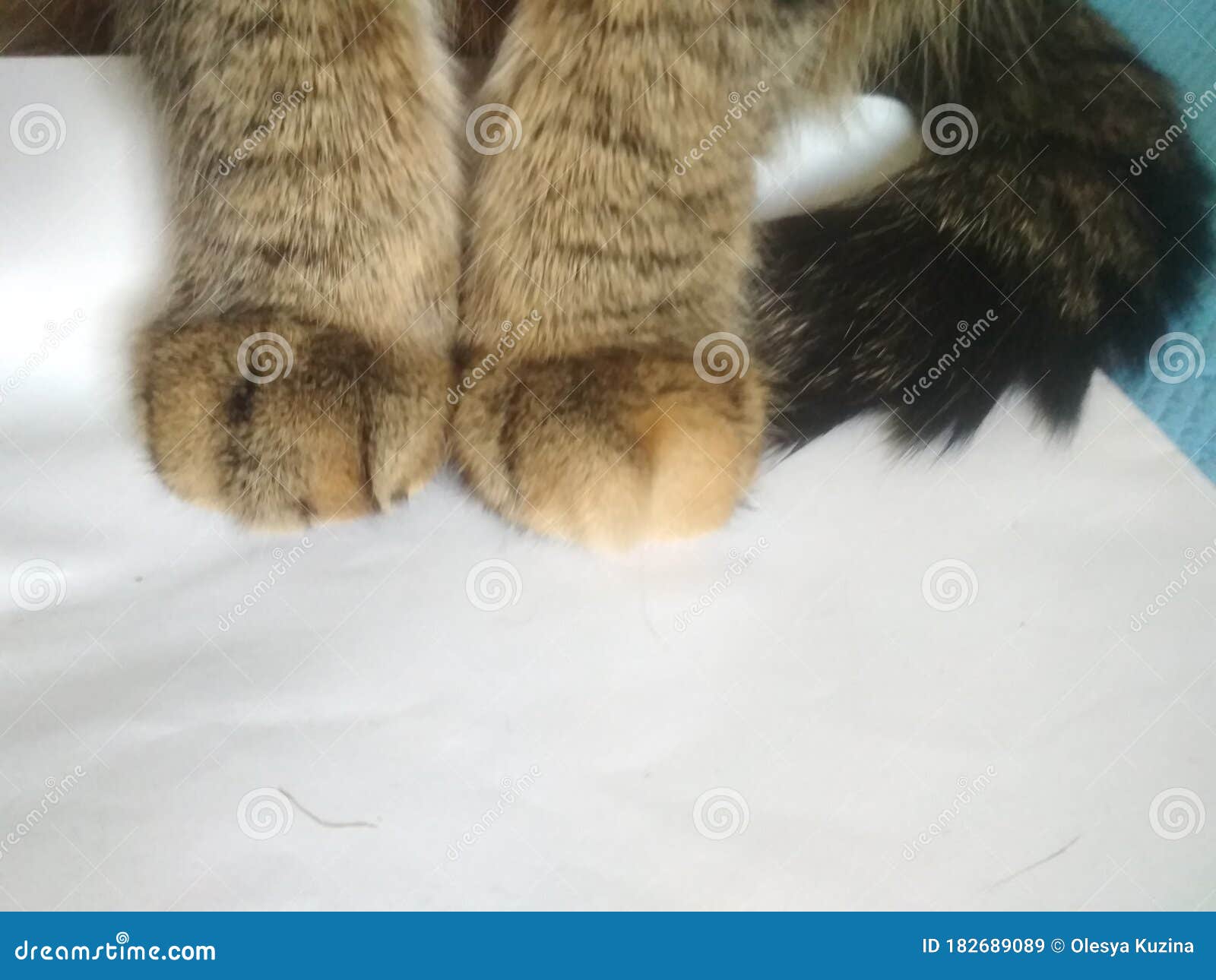 Cat Paws Stand On Smart Scales That Makes Bioelectric Impedance