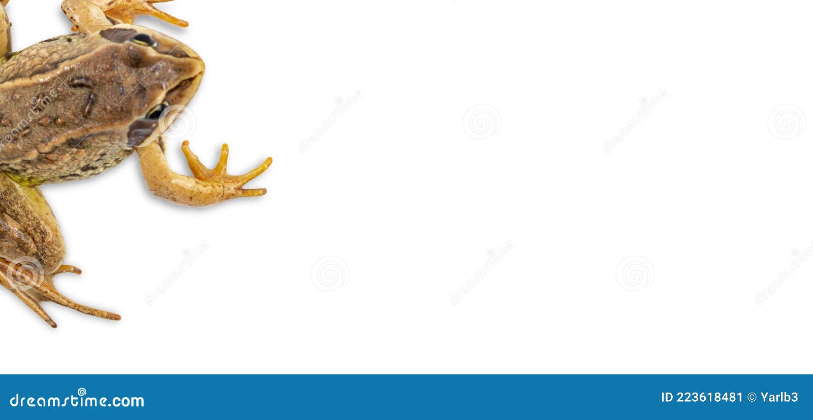 Paws of a Common Frog As a Frame on White. Top View, Place for Text