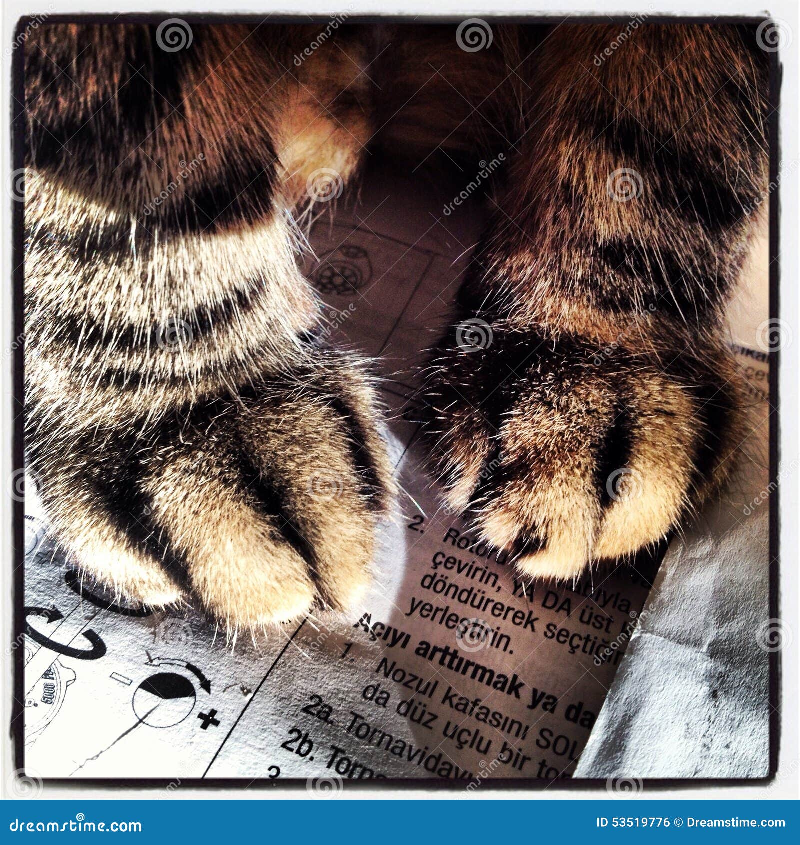 Paws stock photo. Image of furry, lovely, paws, hairy 53519776