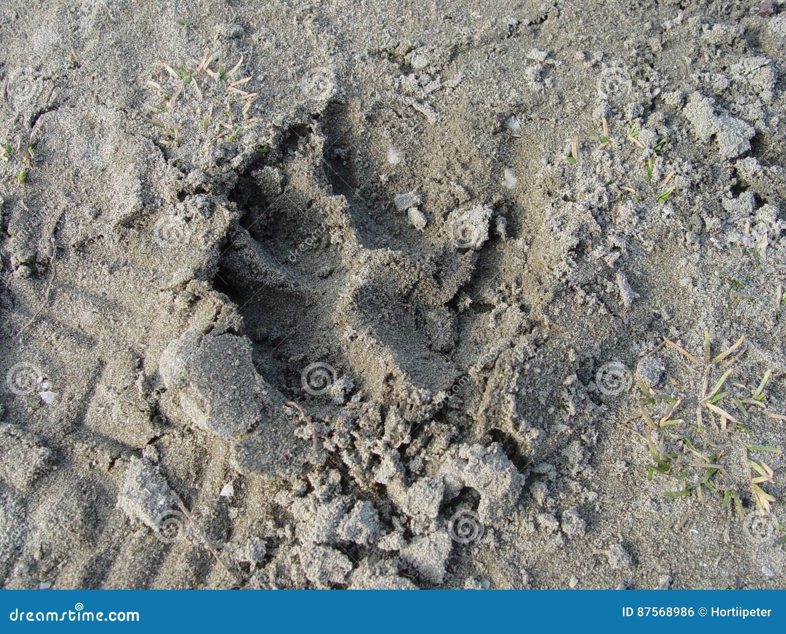 Cat Paws In The Sand, Closeup. Cat Using Toilet, Cat In Litter Box, For